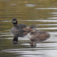 Tachybaptus novaehollandiae (Australasian Grebe) at Kambah, ACT - 4 Feb 2024 by HelenCross