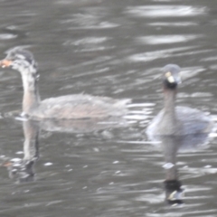 Tachybaptus novaehollandiae at Lions Youth Haven - Westwood Farm A.C.T. - 4 Feb 2024 07:10 PM