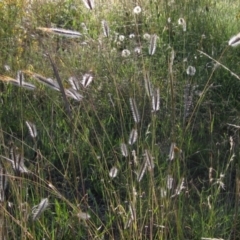 Dichanthium sericeum (Queensland Blue-grass) at The Pinnacle - 29 Jan 2024 by pinnaCLE