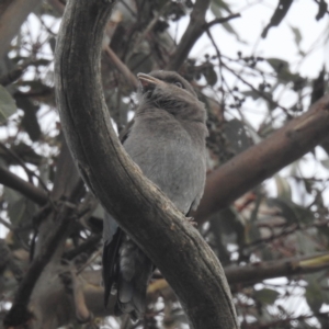 Eurystomus orientalis at Lions Youth Haven - Westwood Farm A.C.T. - 4 Feb 2024