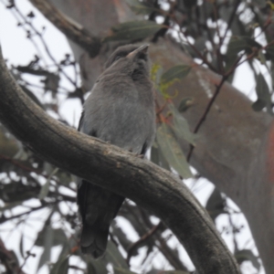 Eurystomus orientalis at Lions Youth Haven - Westwood Farm A.C.T. - 4 Feb 2024