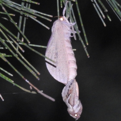 Elhamma australasiae (A Swift or Ghost moth (Hepialidae)) at Lions Youth Haven - Westwood Farm A.C.T. - 4 Feb 2024 by HelenCross