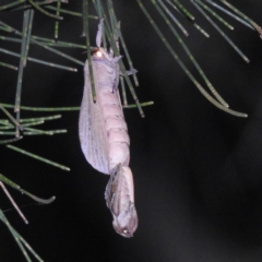 Elhamma australasiae at Lions Youth Haven - Westwood Farm A.C.T. - 4 Feb 2024 08:44 PM