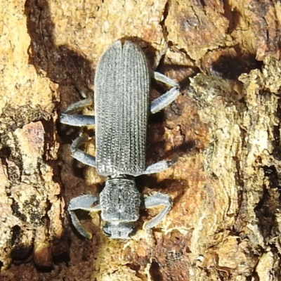 Eunatalis sp. (Genus) (A Clerid Beetle) at Lions Youth Haven - Westwood Farm - 4 Feb 2024 by HelenCross