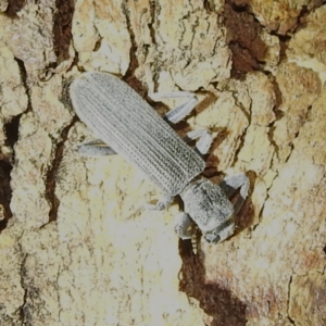 Eunatalis sp. (Genus) at Lions Youth Haven - Westwood Farm A.C.T. - 4 Feb 2024 09:07 PM