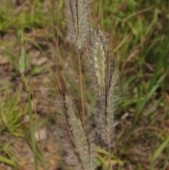 Dichanthium sericeum (Queensland Blue-grass) at Weetangera, ACT - 12 Jan 2024 by pinnaCLE
