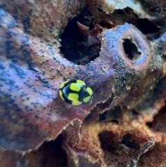 Illeis galbula (Fungus-eating Ladybird) at Murrumbateman, NSW - 3 Feb 2024 by SimoneC
