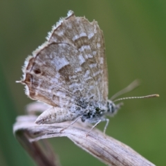 Theclinesthes serpentata (Saltbush Blue) at Red Hill to Yarralumla Creek - 4 Feb 2024 by LisaH