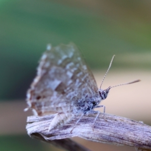 Theclinesthes serpentata at Hughes Grassy Woodland - 4 Feb 2024 06:52 PM