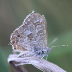 Theclinesthes serpentata at Hughes Grassy Woodland - 4 Feb 2024 06:52 PM