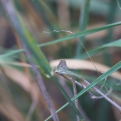 Theclinesthes serpentata at Hughes Grassy Woodland - 4 Feb 2024