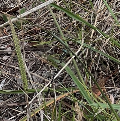 Parasynthemis regina (Royal Tigertail) at Murrumbateman, NSW - 4 Feb 2024 by SimoneC