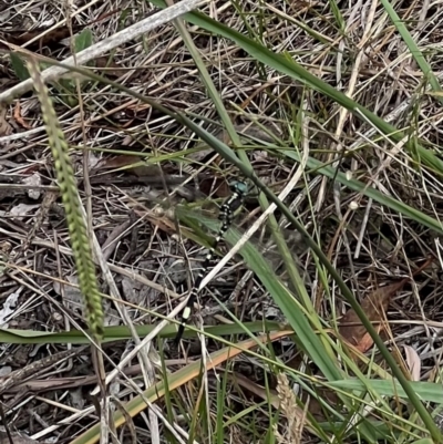 Parasynthemis regina (Royal Tigertail) at Murrumbateman, NSW - 3 Feb 2024 by SimoneC