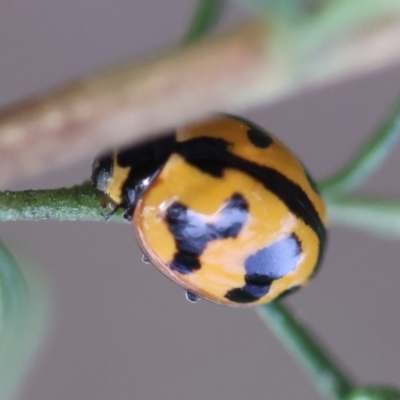 Coccinella transversalis (Transverse Ladybird) at Hughes Grassy Woodland - 4 Feb 2024 by LisaH