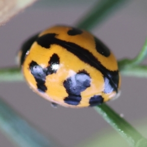 Coccinella transversalis at Red Hill to Yarralumla Creek - 4 Feb 2024