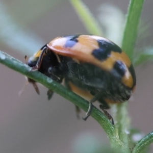 Coccinella transversalis at Red Hill to Yarralumla Creek - 4 Feb 2024