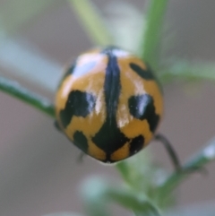 Coccinella transversalis at Red Hill to Yarralumla Creek - 4 Feb 2024