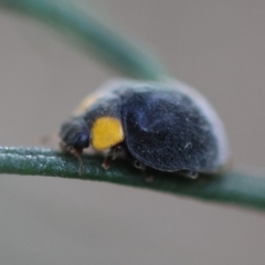 Apolinus lividigaster (Yellow Shouldered Ladybird) at Hughes, ACT - 4 Feb 2024 by LisaH