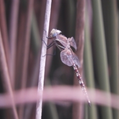 Adversaeschna brevistyla (Blue-spotted Hawker) at Murrumbateman, NSW - 4 Feb 2024 by SimoneC