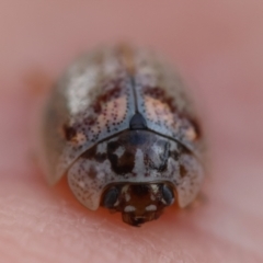 Paropsisterna m-fuscum (Eucalyptus Leaf Beetle) at Hughes, ACT - 4 Feb 2024 by LisaH