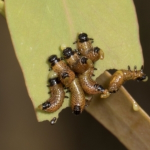 Paropsis (paropsine) genus-group at Russell, ACT - 17 Jan 2024