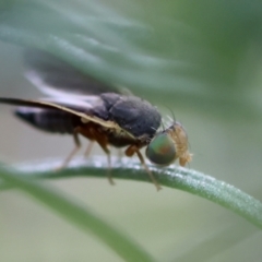 Hyalopeza schneiderae (A fruit fly) at Hughes, ACT - 4 Feb 2024 by LisaH