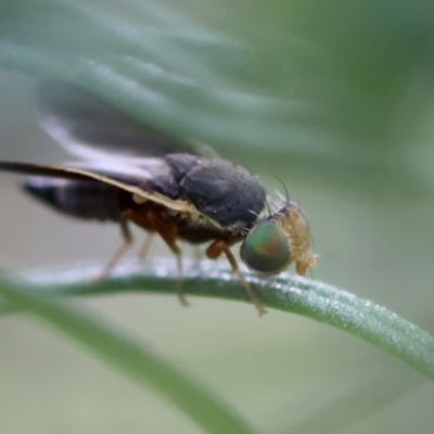 Hyalopeza schneiderae (A fruit fly) at Hughes, ACT - 4 Feb 2024 by LisaH