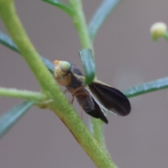 Hyalopeza schneiderae at Hughes Grassy Woodland - 4 Feb 2024