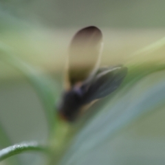 Hyalopeza schneiderae at Hughes Grassy Woodland - 4 Feb 2024 06:25 PM