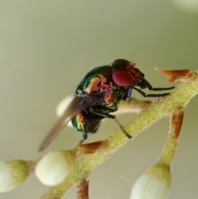 Unidentified Blow fly (Calliphoridae) at Hughes Grassy Woodland - 4 Feb 2024 by LisaH