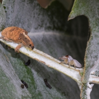 Gonipterus scutellatus (Eucalyptus snout beetle, gum tree weevil) at Russell, ACT - 17 Jan 2024 by AlisonMilton