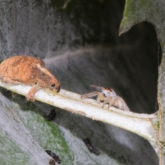 Gonipterus scutellatus at Russell, ACT - 17 Jan 2024