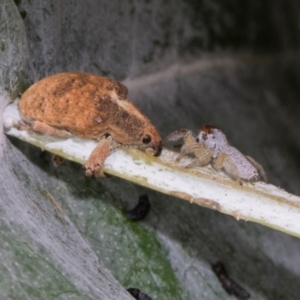 Gonipterus scutellatus at Russell, ACT - 17 Jan 2024