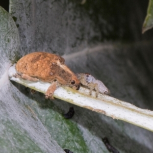 Gonipterus scutellatus at Russell, ACT - 17 Jan 2024