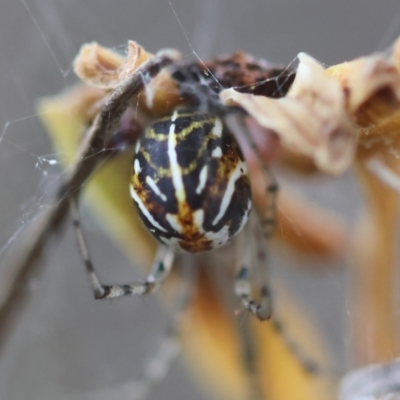 Parasteatoda sp. (genus) (A comb-footed spider) at Hughes, ACT - 4 Feb 2024 by LisaH