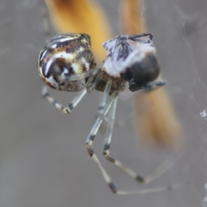 Parasteatoda sp. (genus) at Hughes Grassy Woodland - 4 Feb 2024 06:36 PM