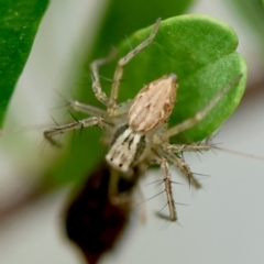 Oxyopes sp. (genus) (Lynx spider) at Hughes Grassy Woodland - 4 Feb 2024 by LisaH