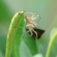 Oxyopes sp. (genus) at Hughes Grassy Woodland - 4 Feb 2024 05:54 PM