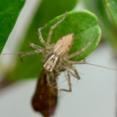 Oxyopes sp. (genus) at Hughes Grassy Woodland - 4 Feb 2024 05:54 PM