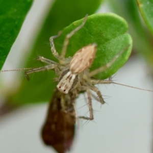 Oxyopes sp. (genus) at Hughes Grassy Woodland - 4 Feb 2024 05:54 PM