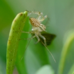 Oxyopes sp. (genus) at Hughes Grassy Woodland - 4 Feb 2024