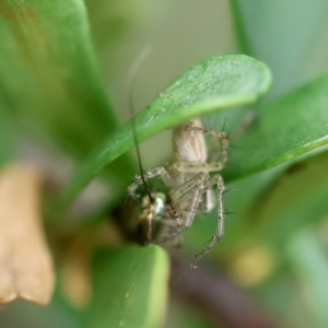 Oxyopes sp. (genus) at Hughes Grassy Woodland - 4 Feb 2024 05:54 PM