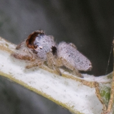 Unidentified Jumping or peacock spider (Salticidae) at Russell, ACT - 16 Jan 2024 by AlisonMilton