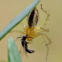 Oxyopes sp. (genus) (Lynx spider) at Hughes Grassy Woodland - 4 Feb 2024 by LisaH