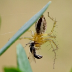 Oxyopes sp. (genus) at Red Hill to Yarralumla Creek - 4 Feb 2024