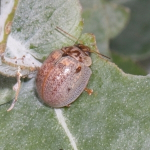 Paropsisterna m-fuscum at Russell, ACT - 17 Jan 2024