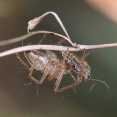 Oxyopes (genus) (Lynx spider) at Hughes Grassy Woodland - 4 Feb 2024 by LisaH