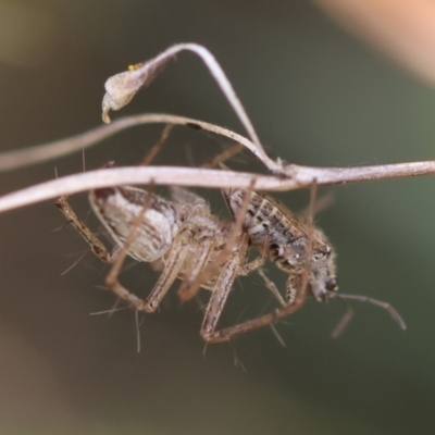 Oxyopes sp. (genus) (Lynx spider) at Hughes Grassy Woodland - 4 Feb 2024 by LisaH