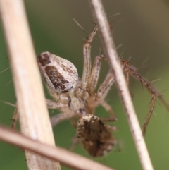 Oxyopes sp. (genus) at Red Hill to Yarralumla Creek - 4 Feb 2024 05:40 PM