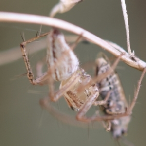 Oxyopes sp. (genus) at Red Hill to Yarralumla Creek - 4 Feb 2024